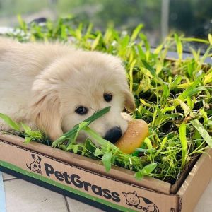 PetGrass Mediano – Grande