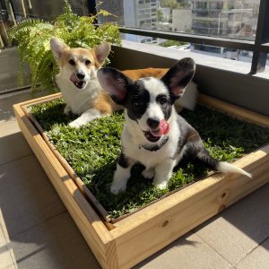 PetGrass Mediano Individual