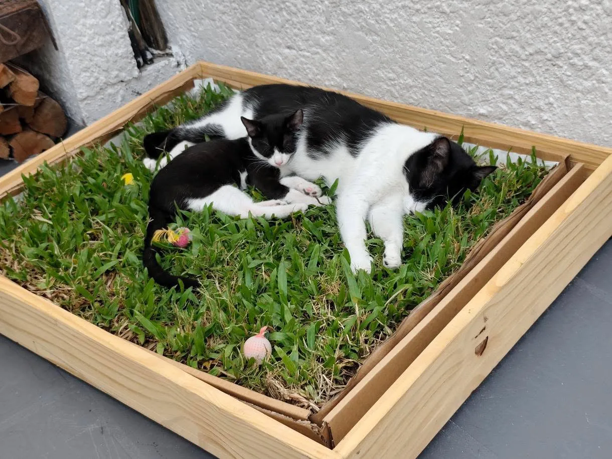 PetGrass para Gatos, Mediano y Grande, Suscripciones - Imagen 4