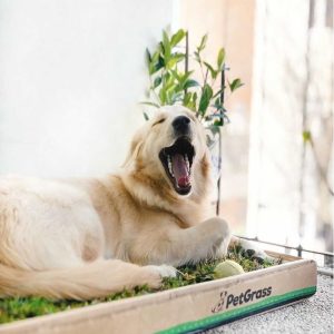 PetGrass Grande Individual