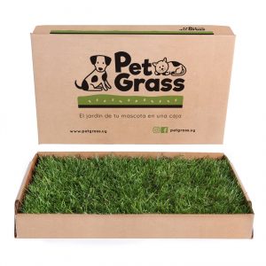 Cesped para Gatos Montevideo Uruguay