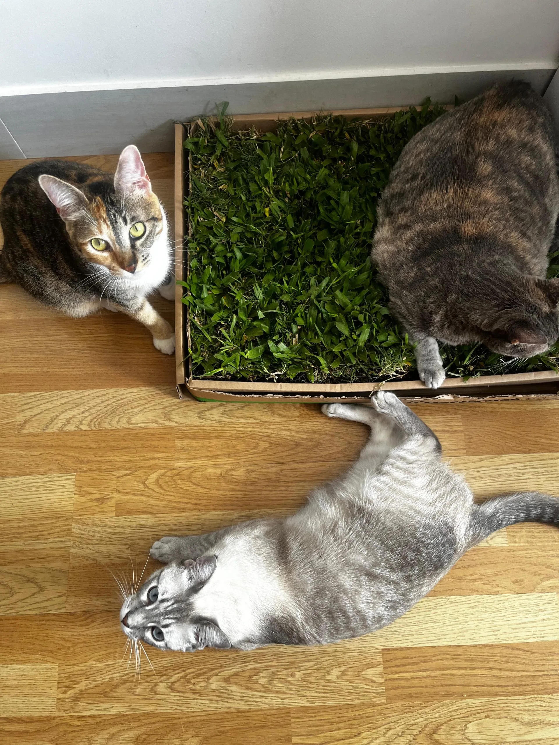PetGrass para Gatos, Mediano y Grande, Suscripciones - Imagen 5