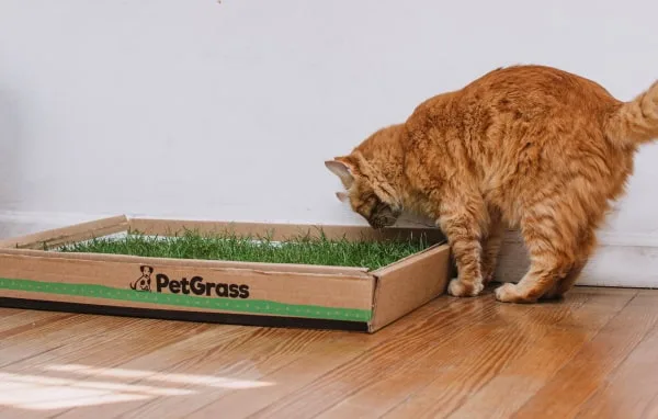 PetGrass para Gatos, Mediano y Grande, Suscripciones - Imagen 6