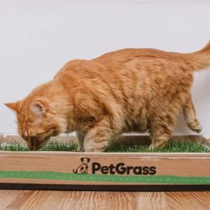 PetGrass para Gatos, Mediano y Grande, Suscripciones