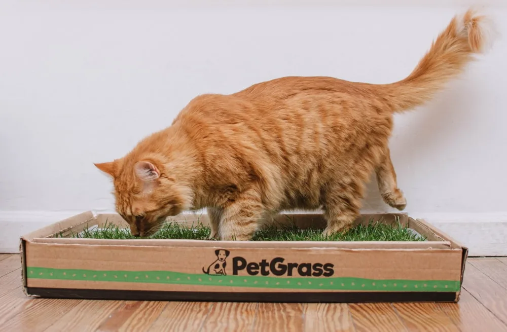 PetGrass para Gatos, Mediano y Grande, Suscripciones