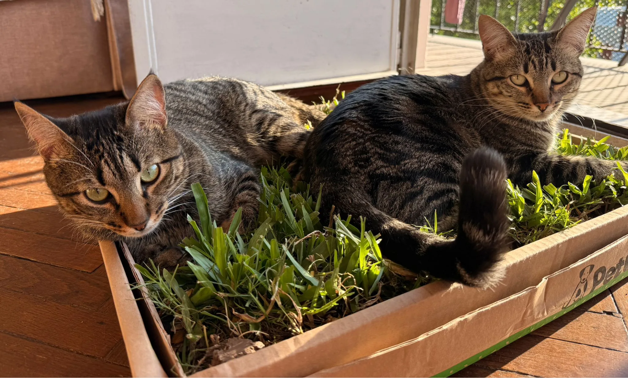 PetGrass para Gatos, Mediano y Grande, Suscripciones - Imagen 7