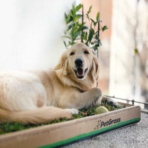 PetGrass Grande Plan Plus
