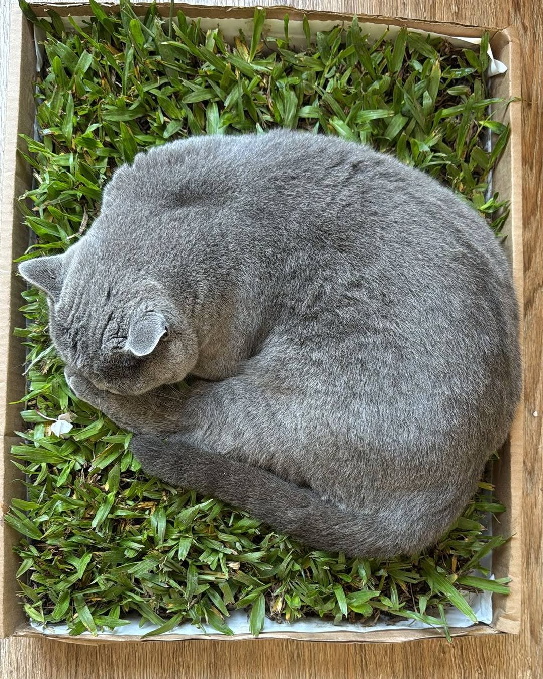 PetGrass Mediano Plan Plus - Imagen 9